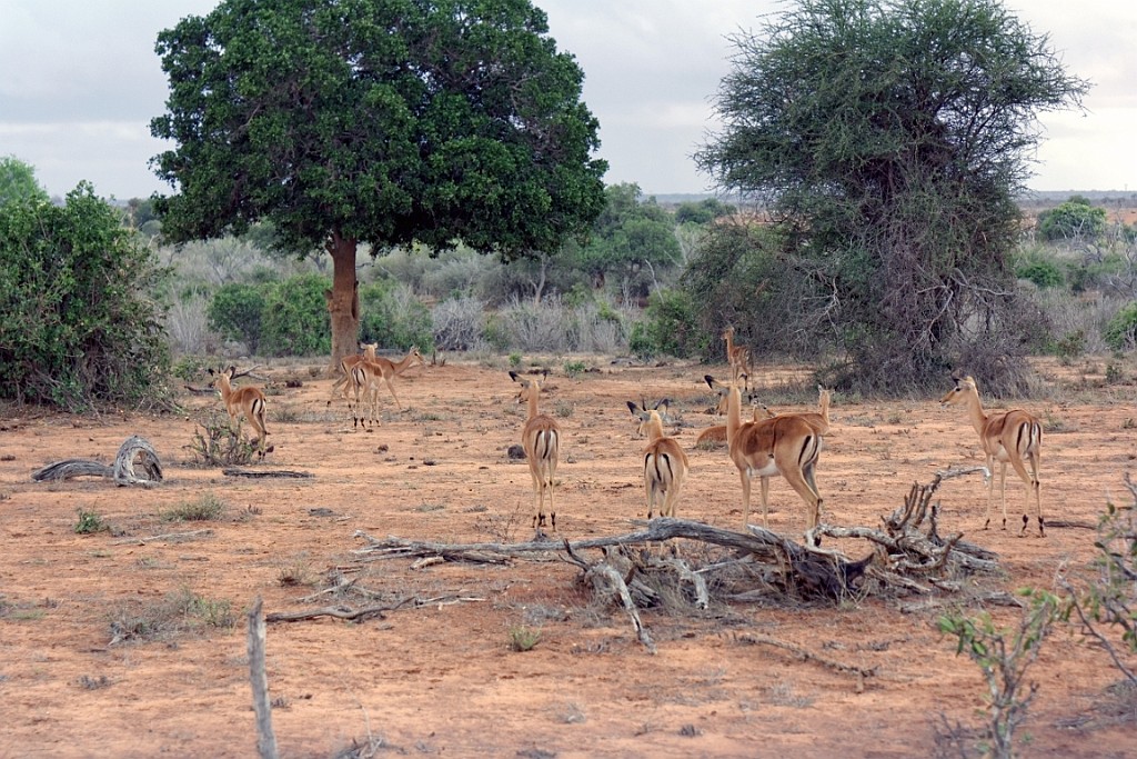Kenia (326).jpg